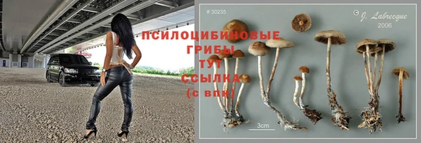 индика Белокуриха